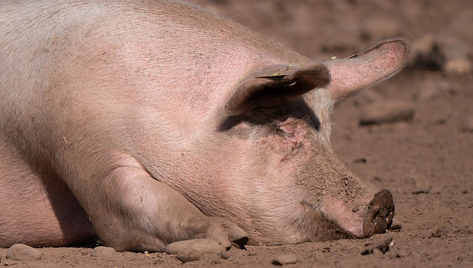 Atención con los alimentos con los que está prohibido entrar en el Reino Unido